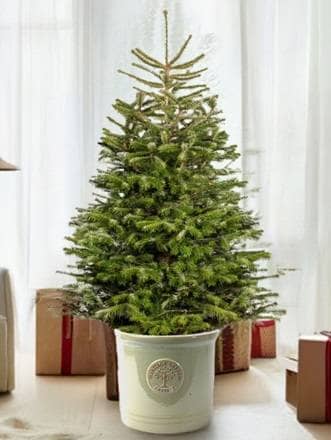 Pot Grown Christmas Tree Choose